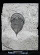 Nice Dalmanites Trilobite - New York #13645-1